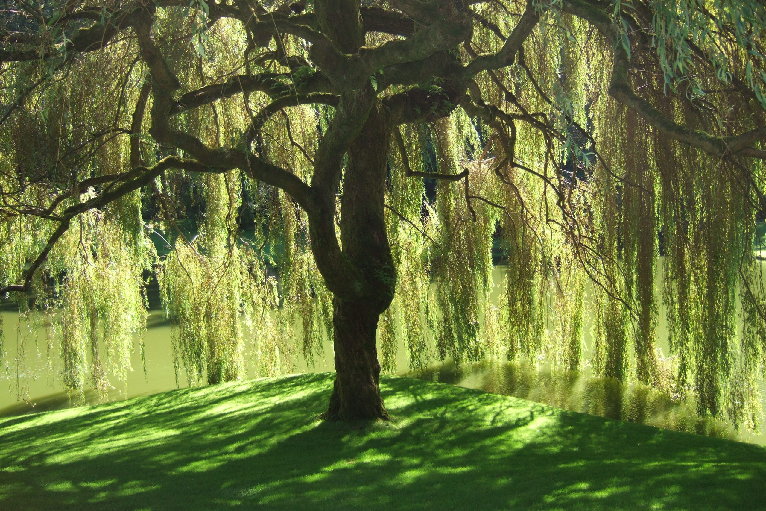 A weeping willow tree stands by a small lake on a sunny day, its long branches, heavy with leaves, cast shadows on the green grass.