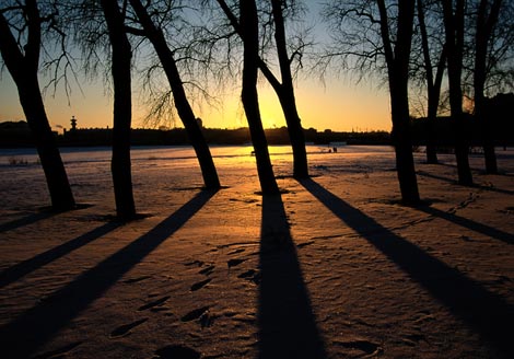 Winter dusk falls on a group of trees, with snow on the ground