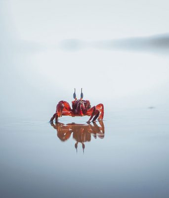 crab