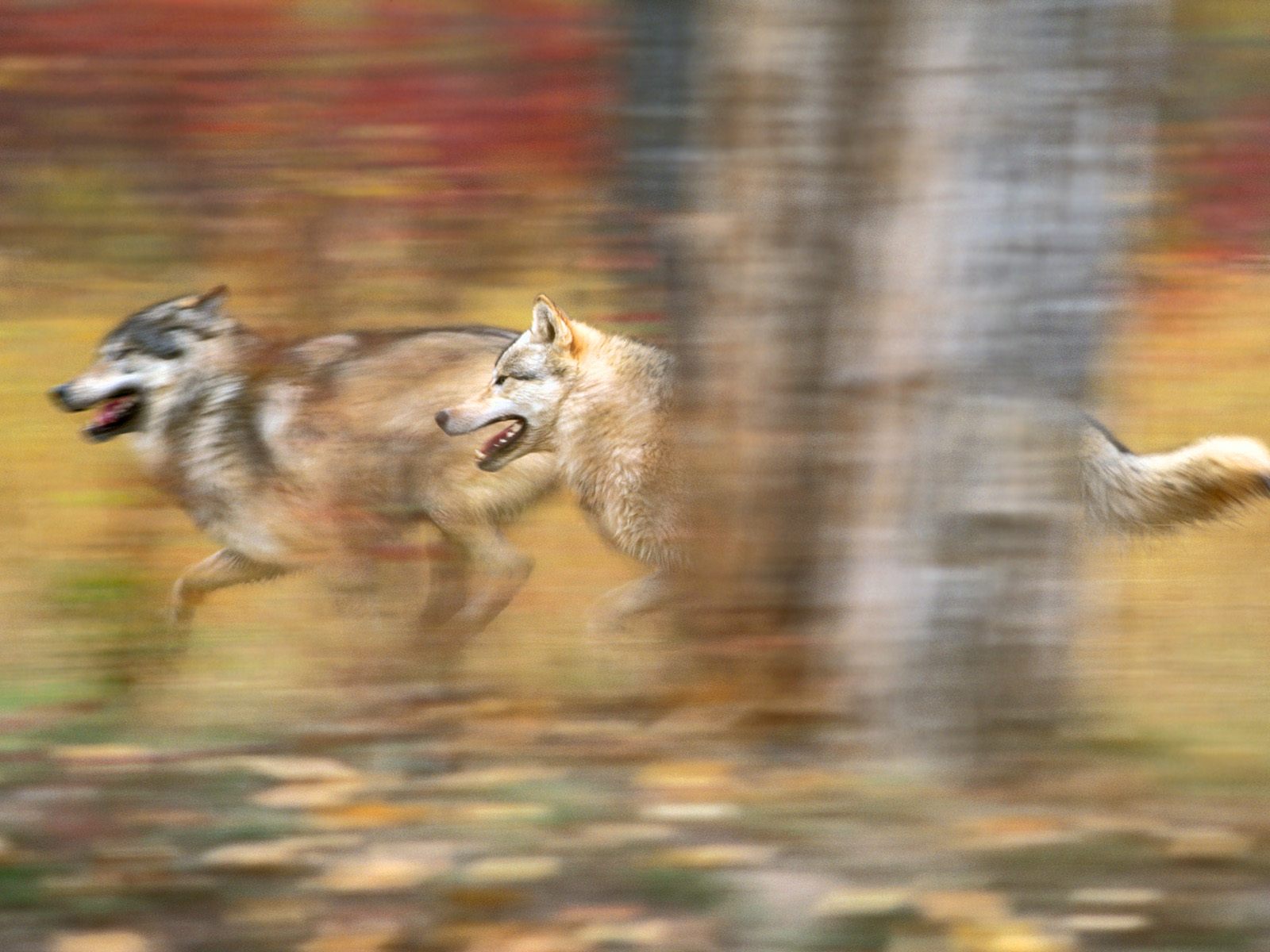 gray-wolves-running-k